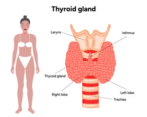 Thyroid gland: Medical anatomy and hormones. Medicine and diagram