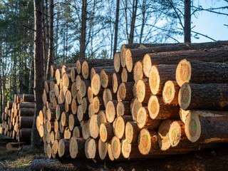 Logs of wood stacked in a pile cut in a coniferous forest. Spring season.