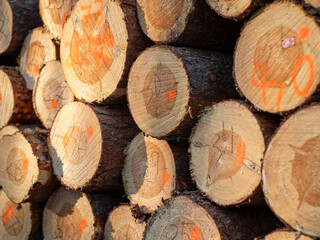 Logs of wood stacked in a pile cut in a coniferous forest. Spring season.