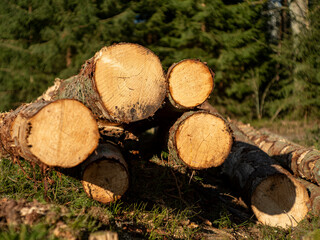 Logs of wood stacked in a pile cut in a coniferous forest. Spring season.