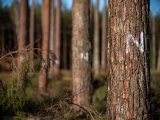 Conifers marked with the letter 'N' as seed stands.
