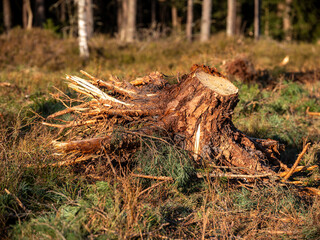 Obraz premium A trunk of a cut pine tree in a forest clearing. Spring season.