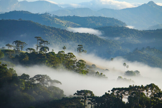 Floresta 