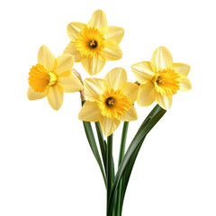 yellow daffodil flowers isolated on white transparent background