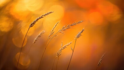 Golden grasses swaying gently in warm sunlight, bokeh background, outdoor setting