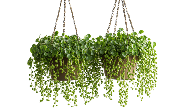 Two hanging planters overflowing with lush green foliage, creating a vibrant and refreshing indoor garden aesthetic. isolated on white background and transparent background