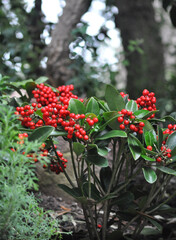 Skimmia japonica, is an attractive plant with beautiful red berrie