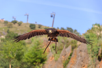 Águila cetreria en vuelo