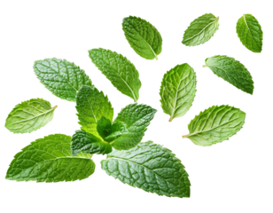 fallende Minze isoliert auf weißen Hintergrund, Freisteller