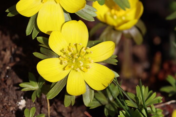 Sweden. Eranthis hyemalis, the winter aconite, is a species of flowering plant in the buttercup family Ranunculaceae, native to calcareous woodland habitats in France, Italy and the Balkans.