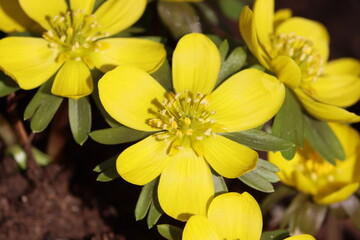 Obraz premium Sweden. Eranthis hyemalis, the winter aconite, is a species of flowering plant in the buttercup family Ranunculaceae, native to calcareous woodland habitats in France, Italy and the Balkans.