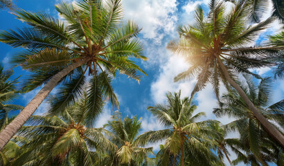 Obraz premium Looking up at blue sky and Coconut palm trees, view from below. Royalty high-quality free best stock of look up at the palm trees and blue sky Background. Tropical summer, upside view, summer scene