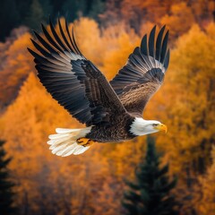 Naklejka premium Majestic bald eagle in flight, wings spread wide, against a backdrop of vibrant autumnal foliage. Golden, orange, and brown fall colors are prominent, creating a beautiful autumnal scene. Wildlife
