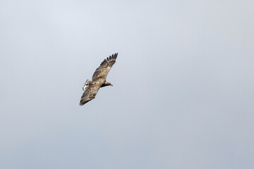 Fototapeta premium Seeadler im Flug