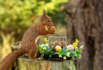 Cute little scottish red squirrel in an easter scene with decorations