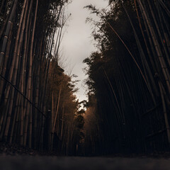 sunset over the forest