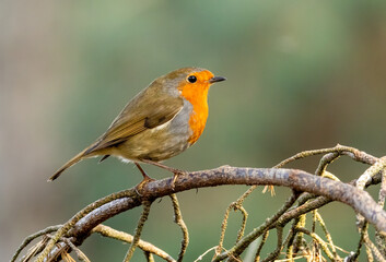 Close up of a beautiful robin redbreast perched on a branch with natural green background