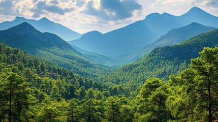 Naklejka premium Green forest in mountain valley. Sunlight through the trees. Scenic nature landscape. Mountain range on horizon under sky with soft clouds.