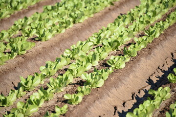 Yuma Arizona USA lettuce production supplies 90% of the United States from Oct. to Mar.