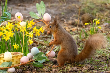 Red squirrel in an Easter scene in the forest