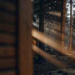 misty morning in the forest