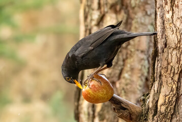Close up of a male blackbird pecking at an apple on the branch of a tree