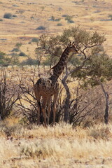 Silent Sentinel of the Savannah