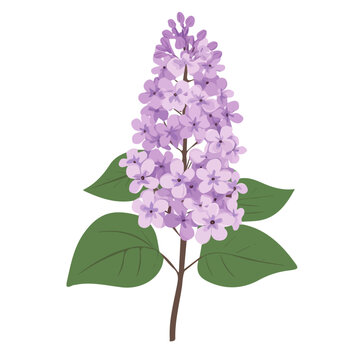 purple lilac flower on white background clip art preview