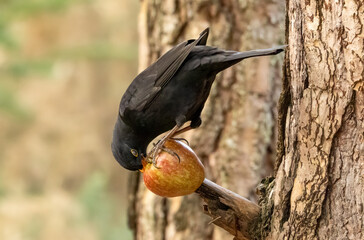 Close up of a male blackbird pecking at an apple on the branch of a tree