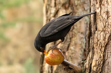 Close up of a male blackbird pecking at an apple on the branch of a tree
