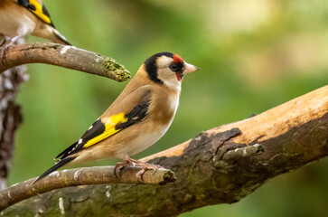 Obraz premium Close up portrait of a beautiful goldfinch on the branch of a tree