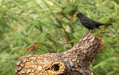 Robin redbreast and a blackbird standing on a log together in the woodland