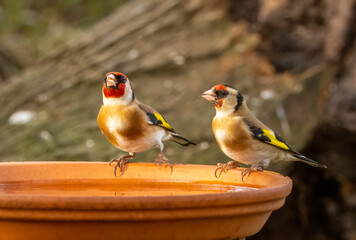Fototapeta premium Two goldfinch birds having a drink of water