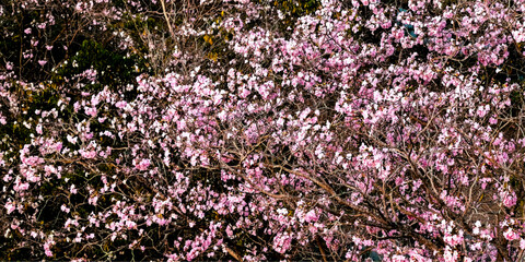 Obraz premium pink flower along road 