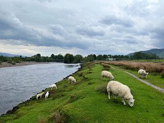 Fototapeta premium A family of sheep and lambs grazing on the green riverbank of the River Lochy near Inverlochy, Scotland, on a cloudy spring day.