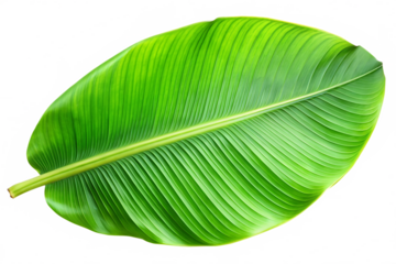 green banana leaf image isolated on transparent background