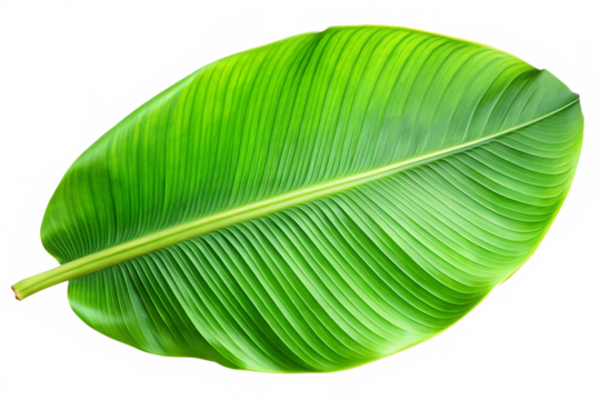 green banana leaf image isolated on transparent background