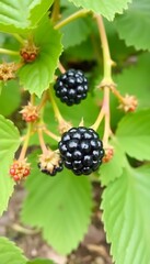 Fresh Blackberry Fruit Green Leaves The Garden