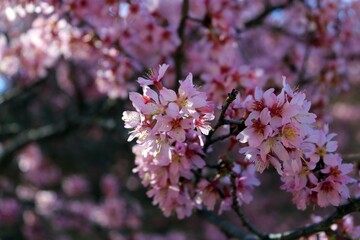 pink cherry blossom