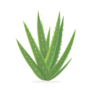 green aloe vera plant isolated clip art preview
