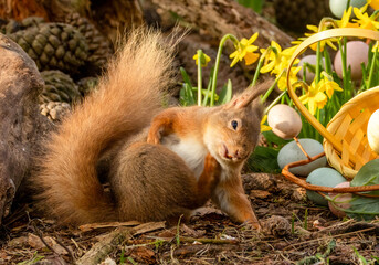 Red squirrel in an Easter scene in the forest