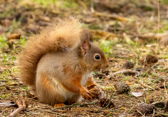Close up of a cute scottish red squirrel in the forest