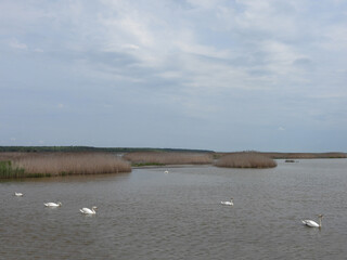 The natural beauty of the wetlands within the Edwin B. Forsythe National Wildlife Refuge. Mute swans enjoying a beautiful spring day.