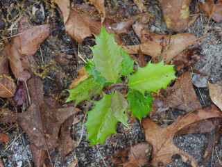 Young American holly tree, sapling, growing wild within the woodland forest of the Edwin B. Forsythe National Wildlife Refuge, Galloway, New Jersey.