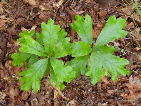 Young, southern red oak tree, saplings, growing wild within the woodlands of the Edwin B. Forsythe National Wildlife Refuge, Galloway, New Jersey.