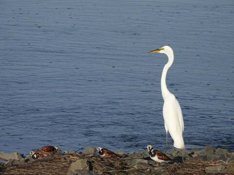 A great egret and a group of ruddy turnstones enjoying a beautiful day on the shores of the Edwin B. Forsythe National Wildlife Refuge, Galloway, New Jersey. 