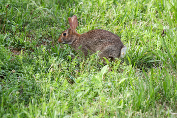 Close-Up of a Cottontail Rabbit in Lush Green Field