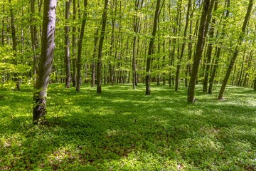 Waldboden bedeckt mit Immergrün