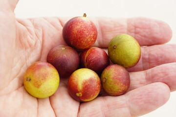 Camu camu fruits (Myrciaria dubia) in the hand. The fruit grows wild on the beach of the Rio Negro, Brazil.  Camucamu is the fruit with the highest concentration of vitamin C.