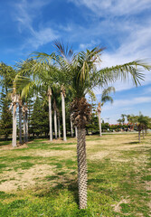 Fototapeta premium Miniature date palm (Phoenix roebelenii) in a city park in Mediterranean region in springtime